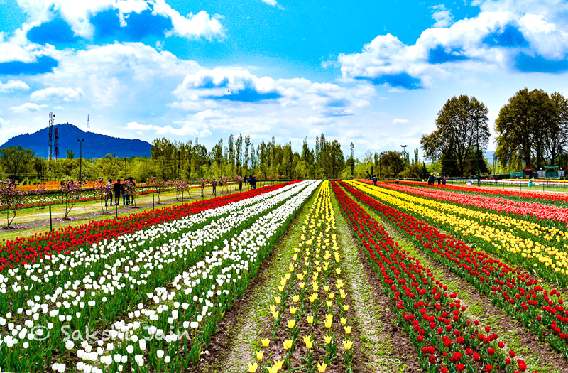 Tulip Garden